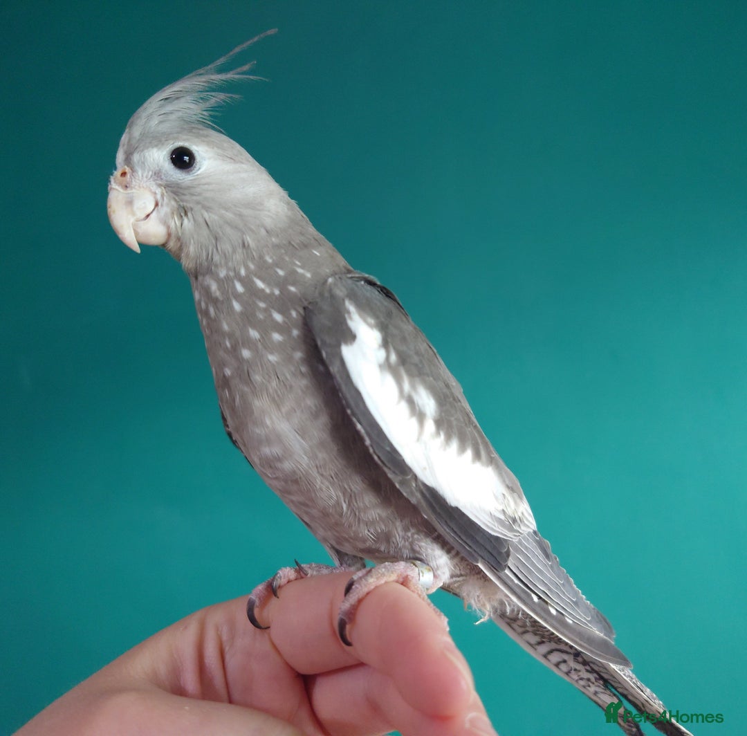 Cockatiels birds for sale: Hand reared semi tame DNA sexed baby cockatiel  in Worthing - Image 9