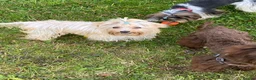 Yorkshire Terrier dogs for sale: Yorkshire terrier boys - Advert 13