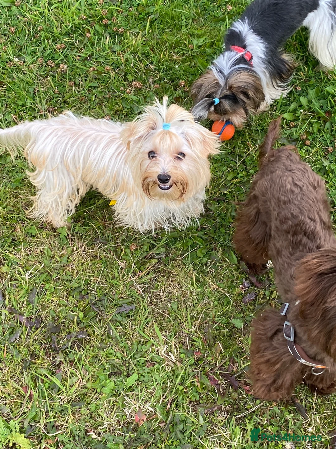 Yorkshire Terrier dogs for sale: Yorkshire terrier boys - Advert 13