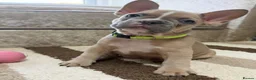French Bulldog dogs for sale: 🌟Last 4 Exceptional French Bulldogs- Ready Now!🐾 - Advert 32