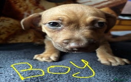 Mixed Breed dogs for sale: Puppies  - Image 14