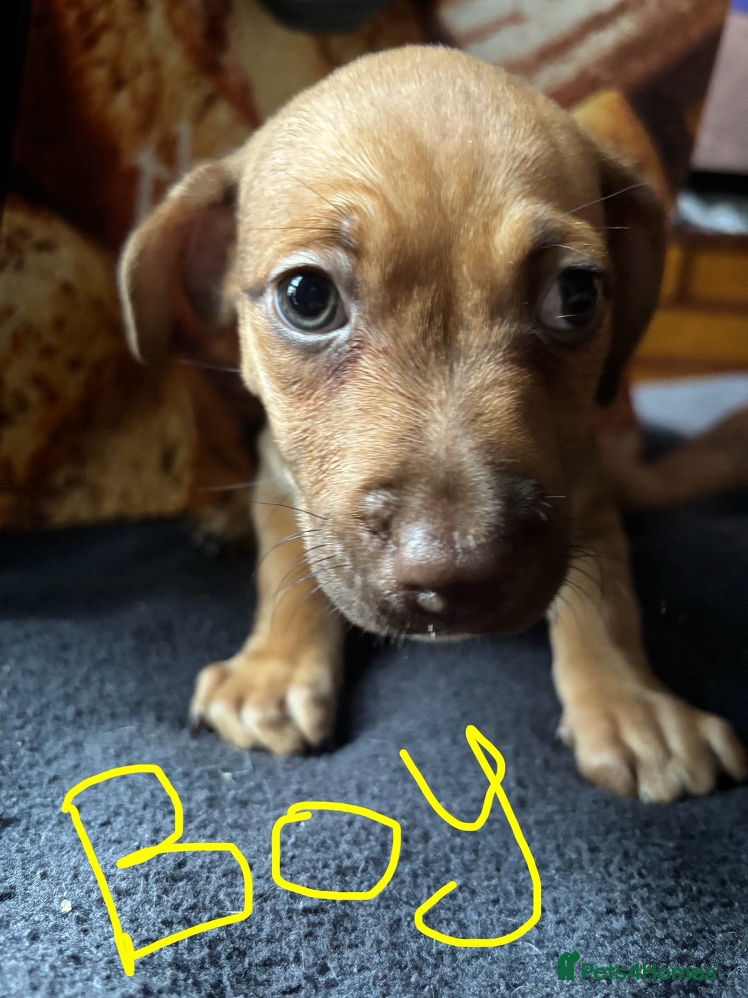 Mixed Breed dogs for sale: Puppies  - Image 14