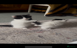 Mixed Breed cats for sale: Adorable Playful Happy Mixed breed kittens - Image 32