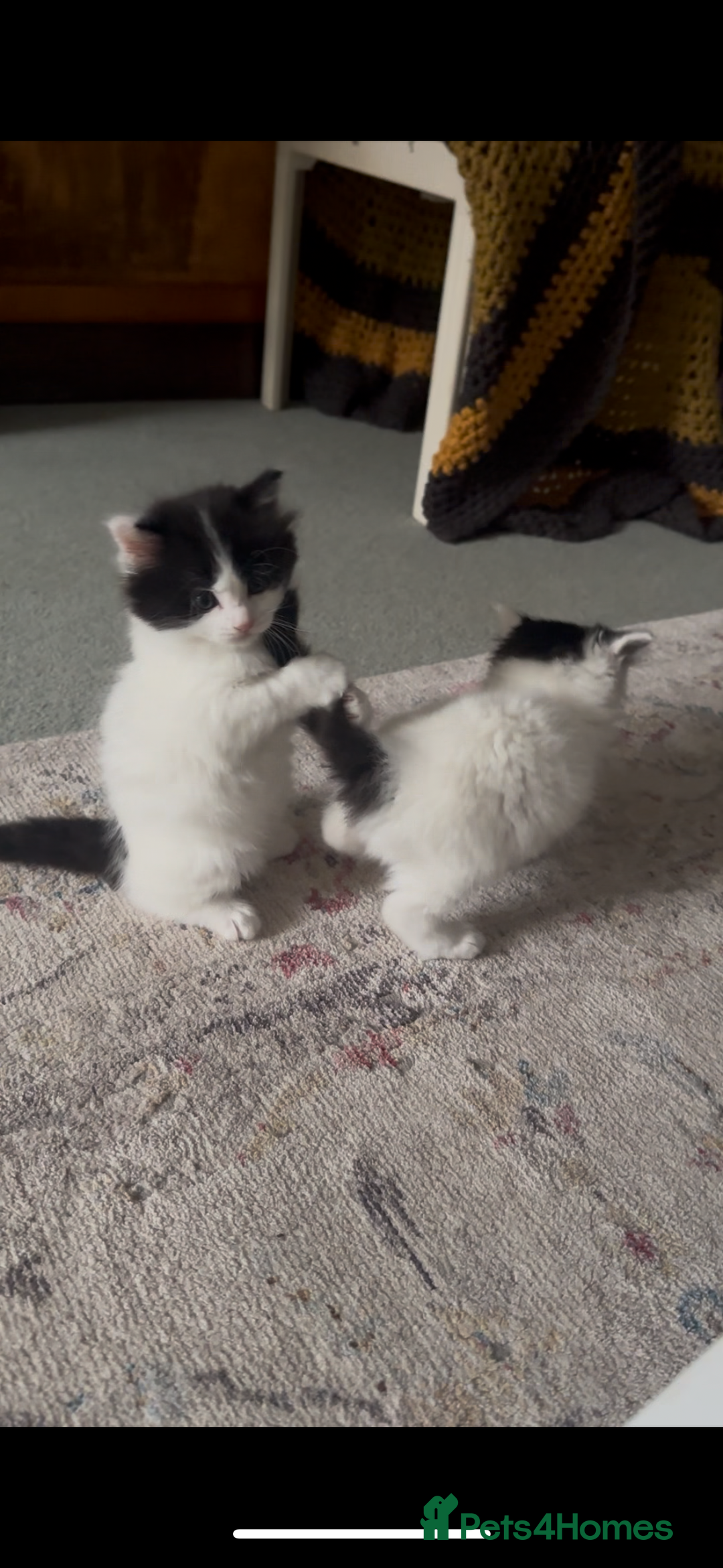 Mixed Breed cats for sale: Adorable Playful Happy Mixed breed kittens - Image 32
