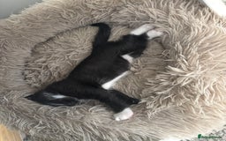 British Longhair cats for sale: British long hair boy cats - Image 8