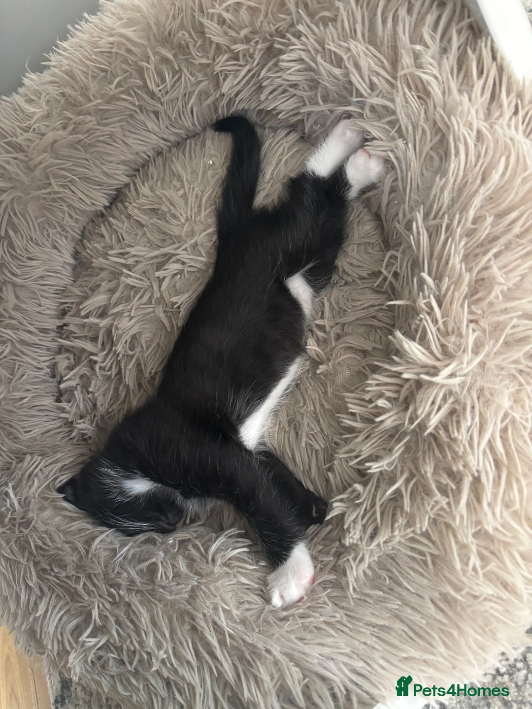 British Longhair cats for sale: British long hair boy cats - Image 8