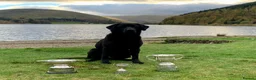 Labrador Retriever dogs for stud: FIELD TRIAL CHAMPION at STUD in Usk - Advert 4