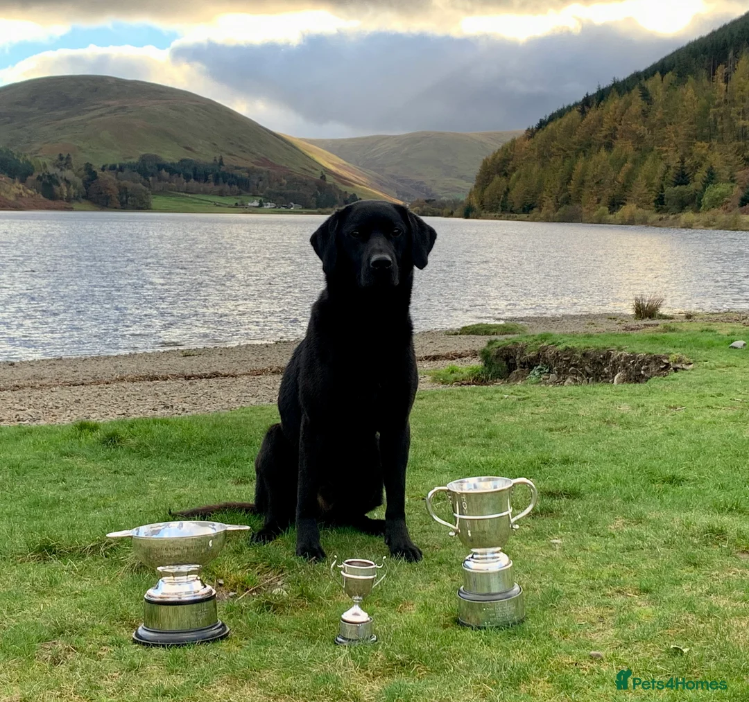 Labrador Retriever dogs for stud: FIELD TRIAL CHAMPION at STUD in Usk - Advert 4