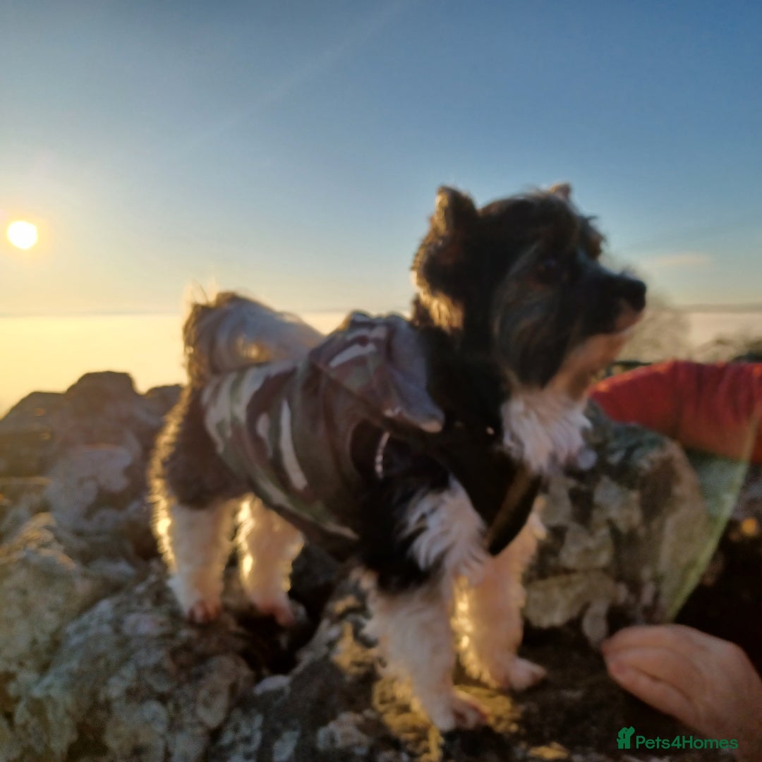 Yorkshire Terrier dogs for stud: Purebred BiewerTerrier/ColourfulYorkie Proven Stud in Merthyr Tydfil - Advert 25