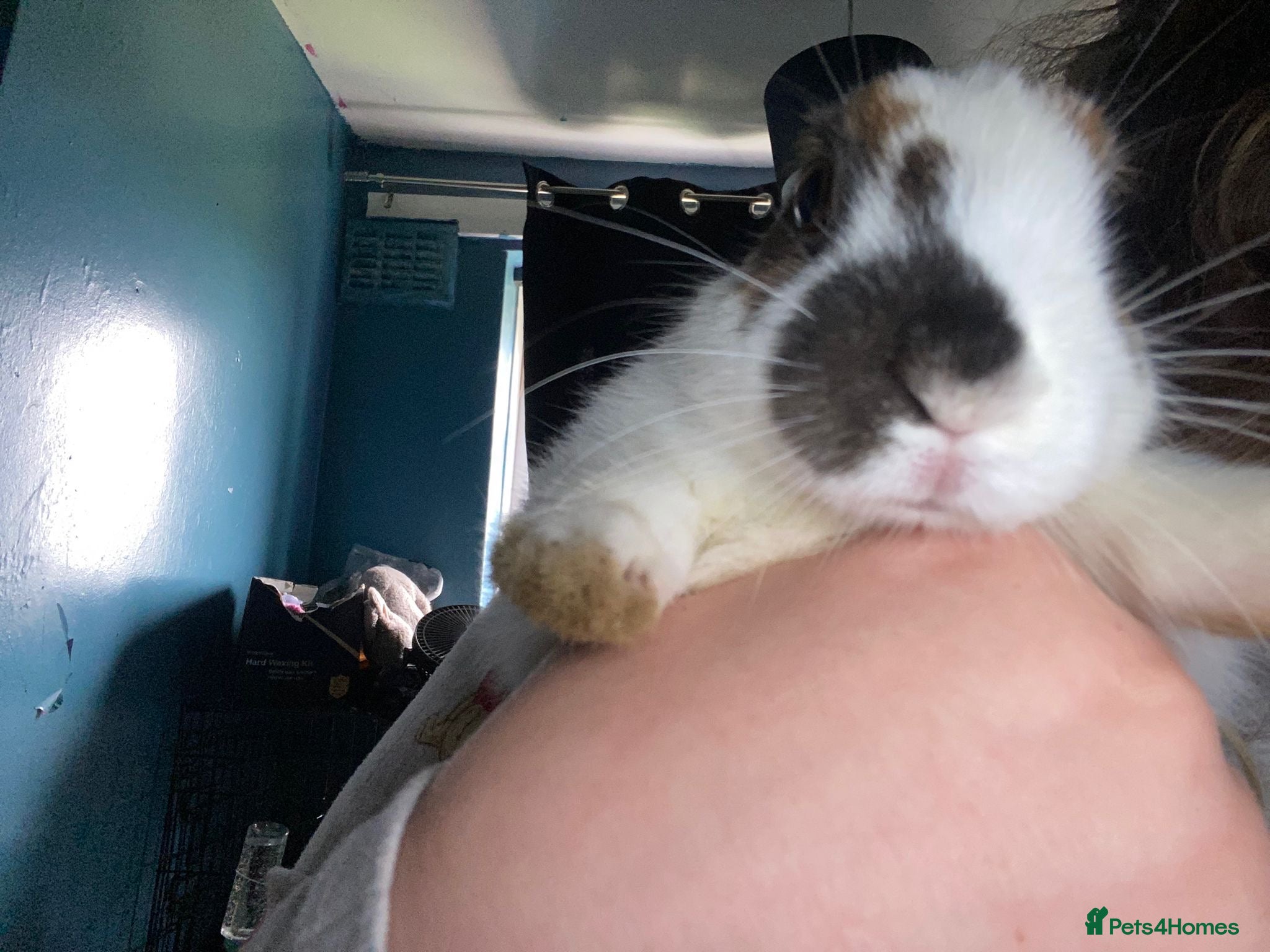 Mixed Breed rabbits Baby bunny for rehome - Advert 4
