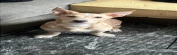 Mixed Breed dogs for sale: Cypher - Advert 2