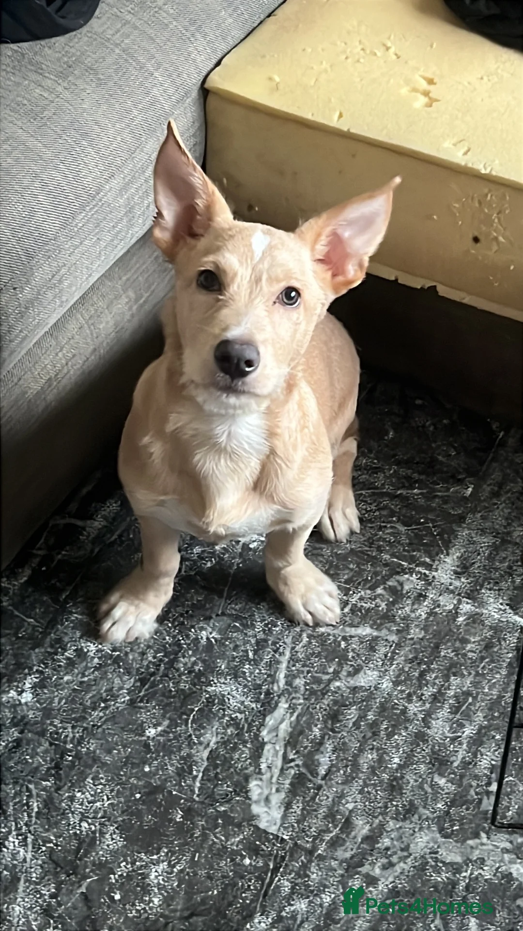 Mixed Breed dogs for sale: Cypher - Advert 2