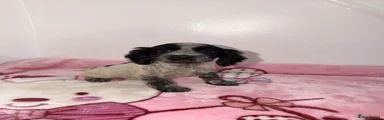 Cocker Spaniel 2