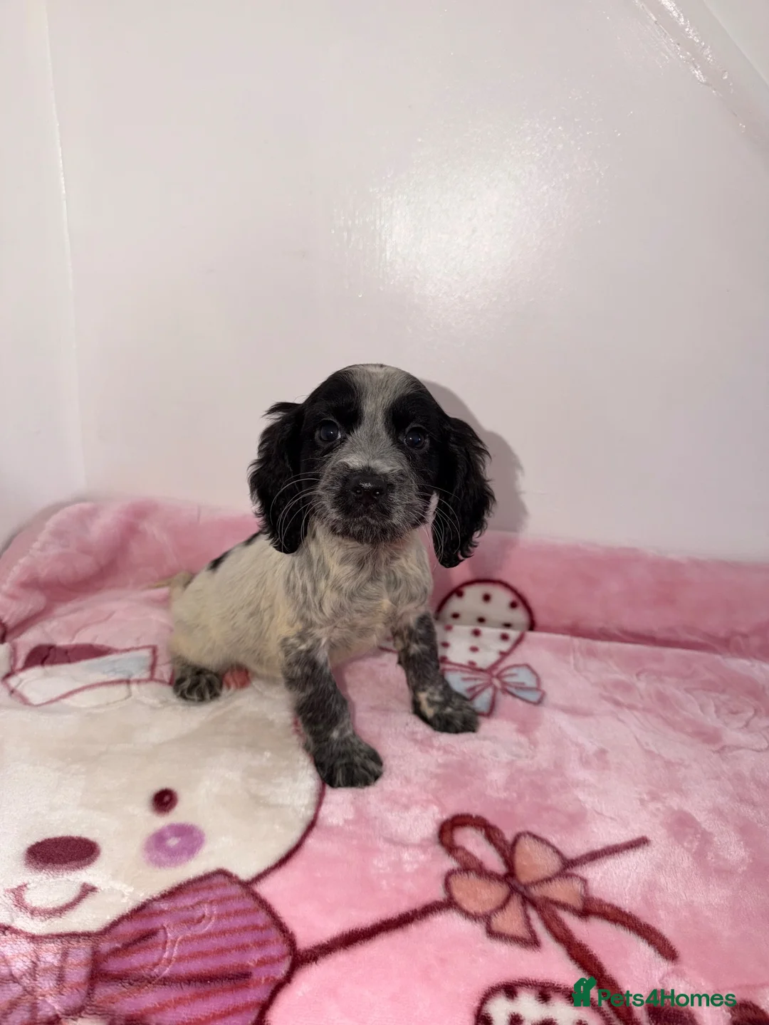 Cocker Spaniel dogs for sale: Cocker spaniel puppies  - Advert 2