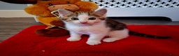 Mixed Breed cats for sale: Boy kitten - Advert 4