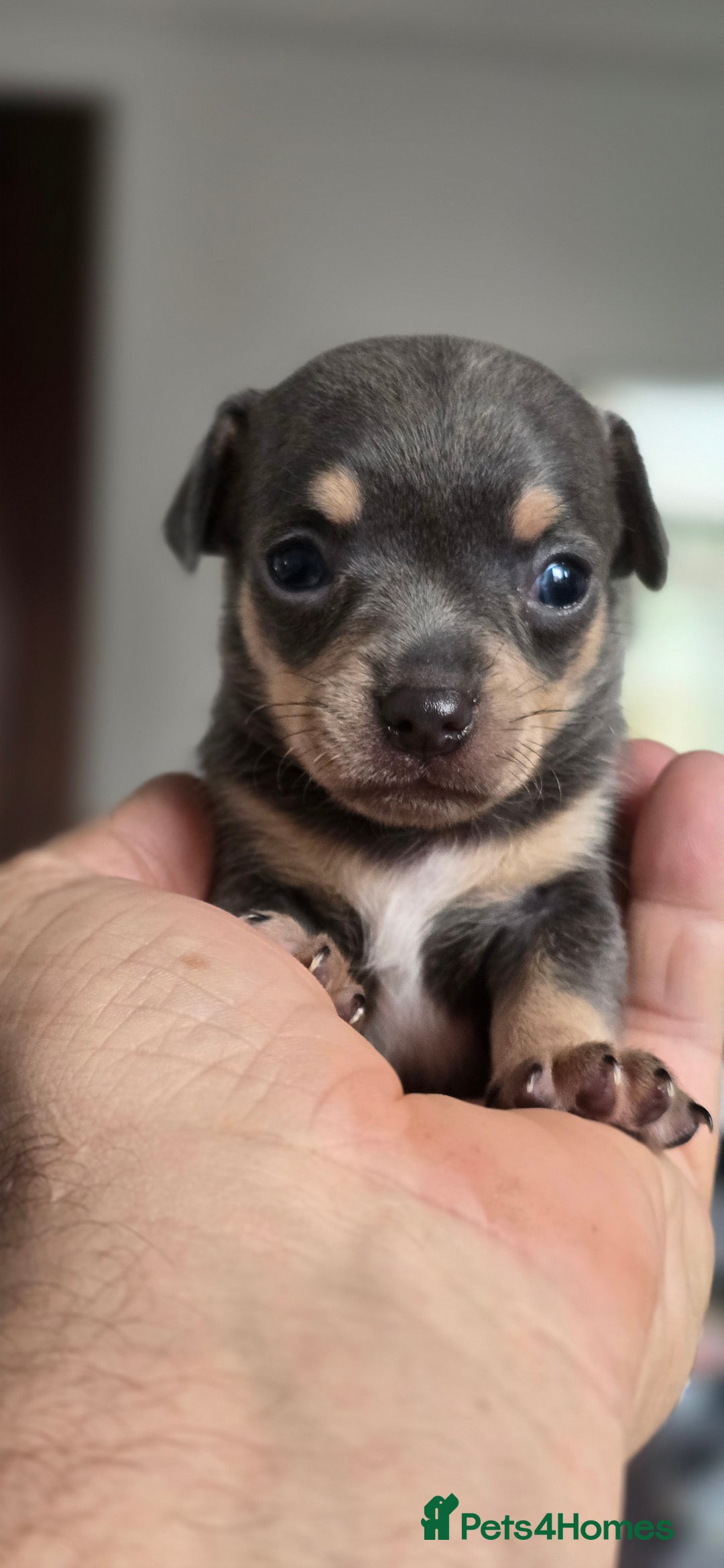 Chihuahua dogs for sale: Two males Chihuaha pups - Image 3