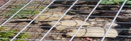 Tortoise reptiles for sale: Horsefield tortoises female  in Wrexham - Advert 1