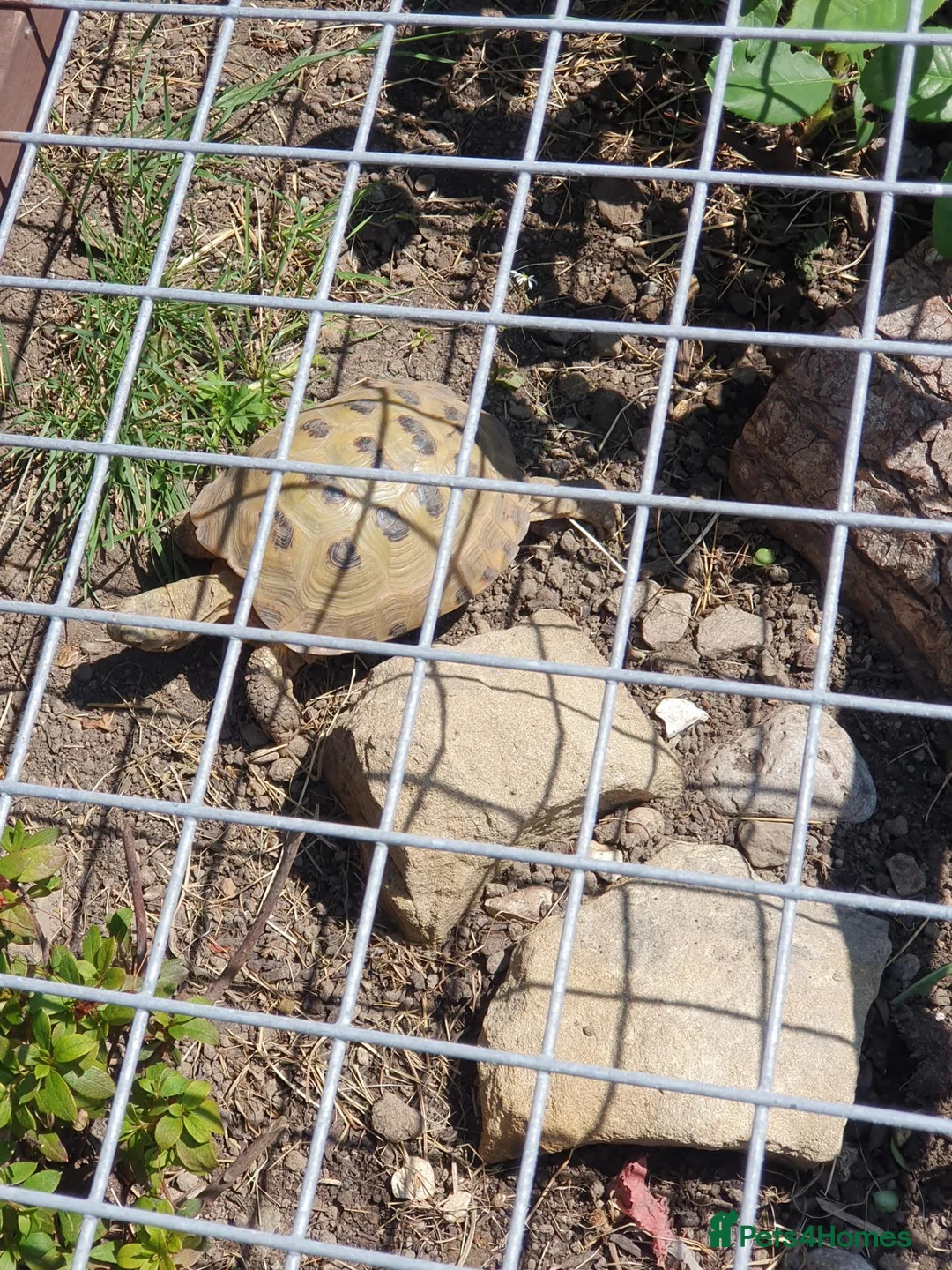 Tortoise reptiles for sale: Horsefield tortoises female  in Wrexham - Advert 1