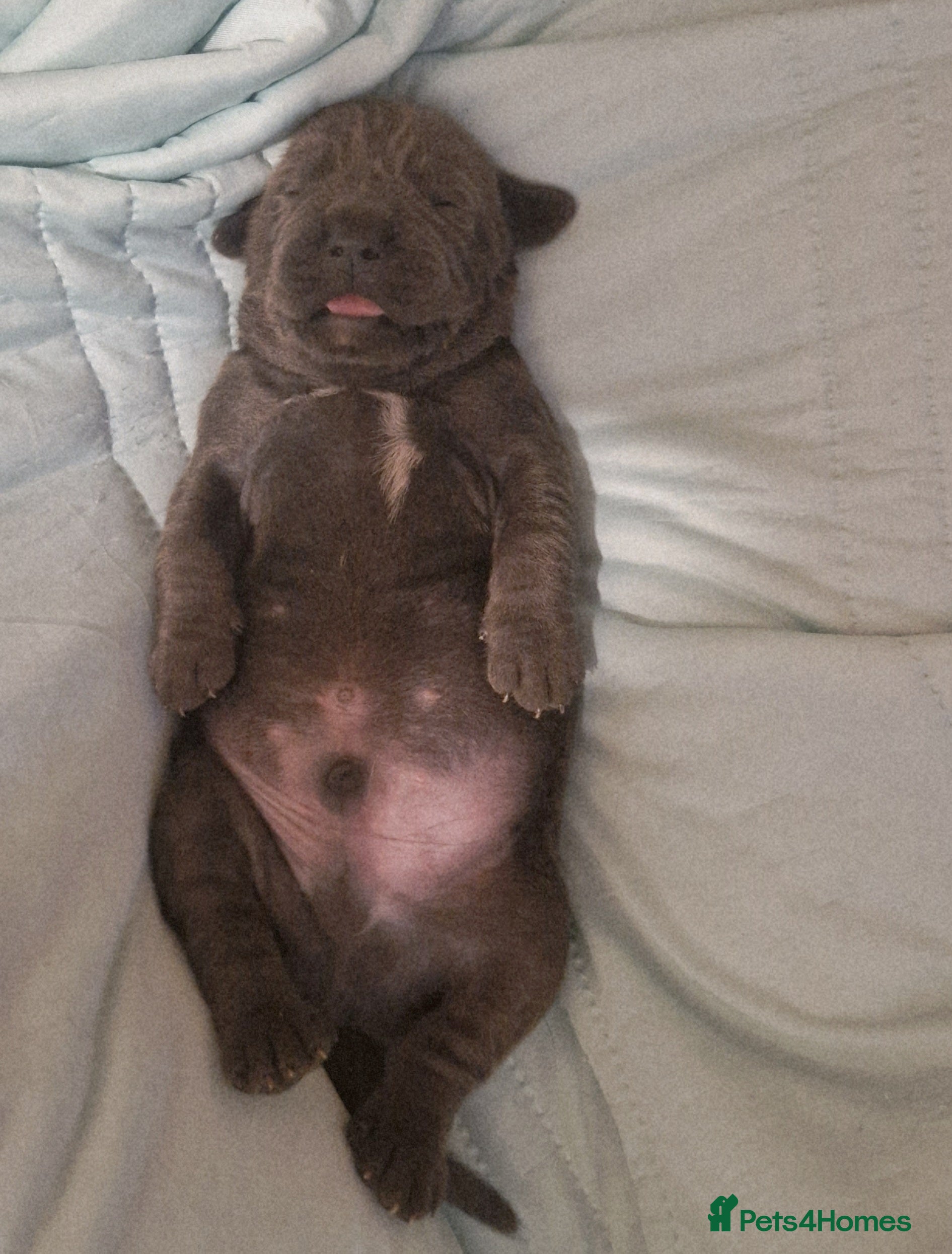 Mixed Breed dogs BLUE NEAPOLITAN MASTIFF × CANE CORSO - Advert 13