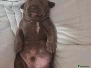 Mixed Breed dogs BLUE NEAPOLITAN MASTIFF × CANE CORSO - Advert 13