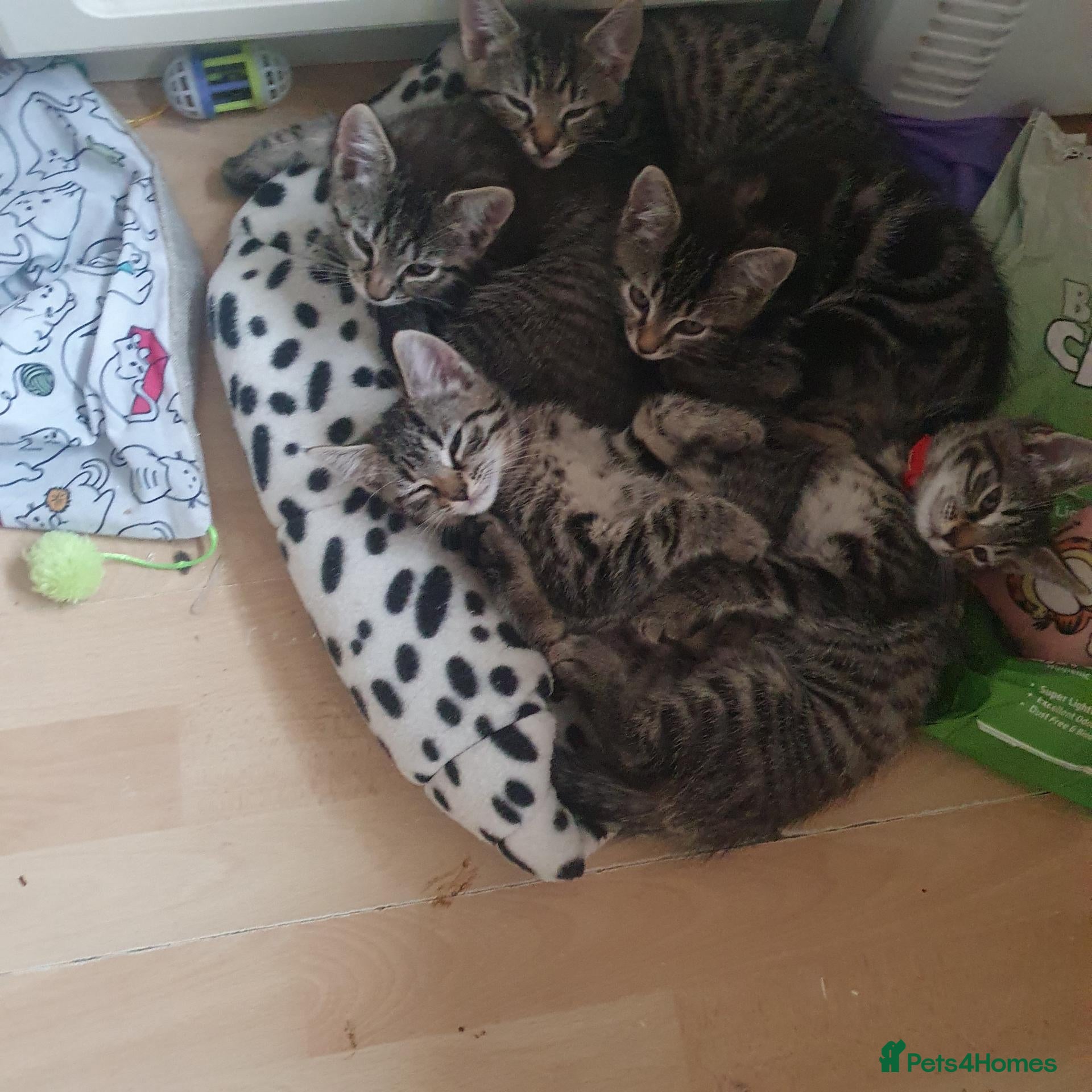 Mixed Breed cats Beautiful bengal mixed kittens - Advert 1