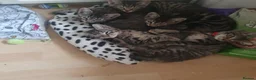 Mixed Breed cats for sale: Beautiful bengal mixed kittens - Advert 1