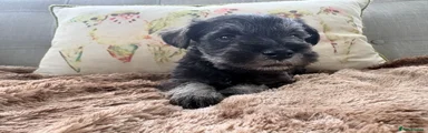 Miniature Schnauzer Puppy 4
