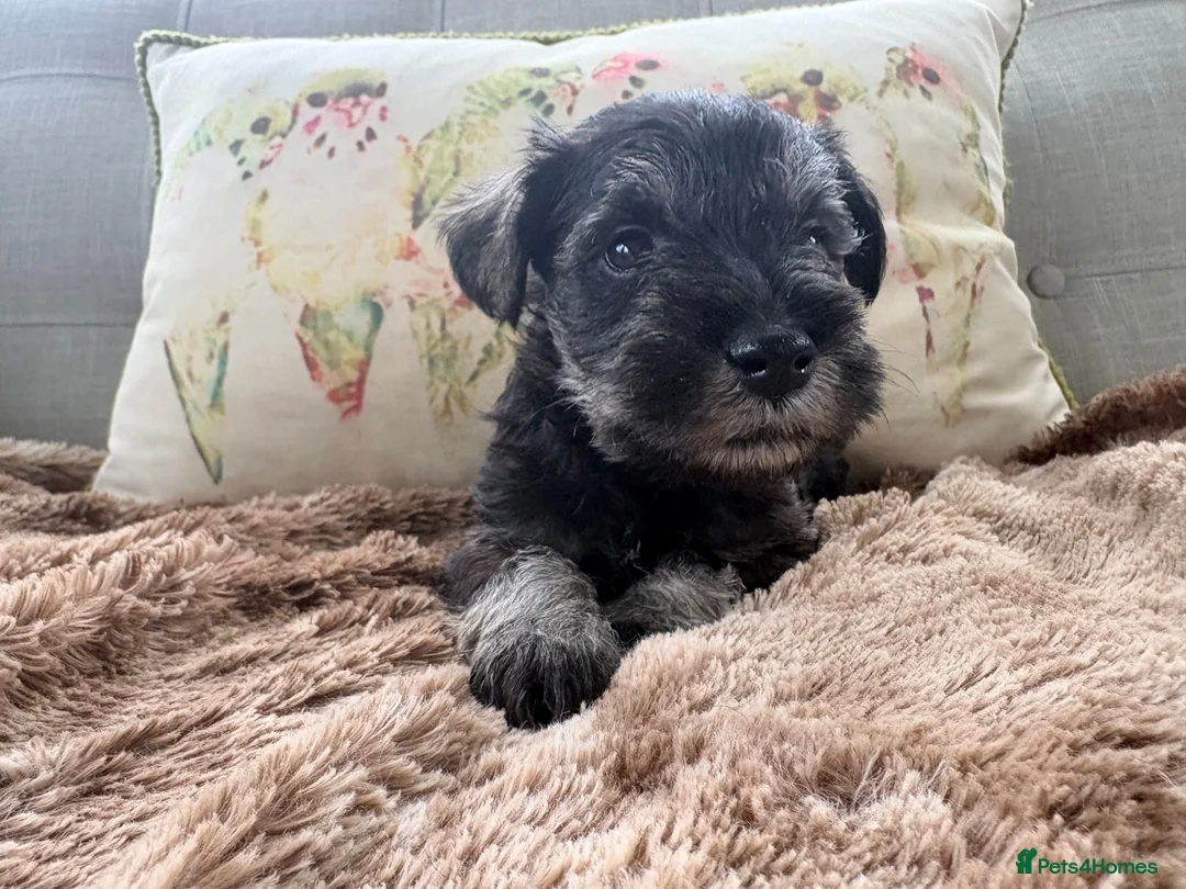 Miniature Schnauzer dogs for sale: Stunning Miniature Schnauzers - Advert 8