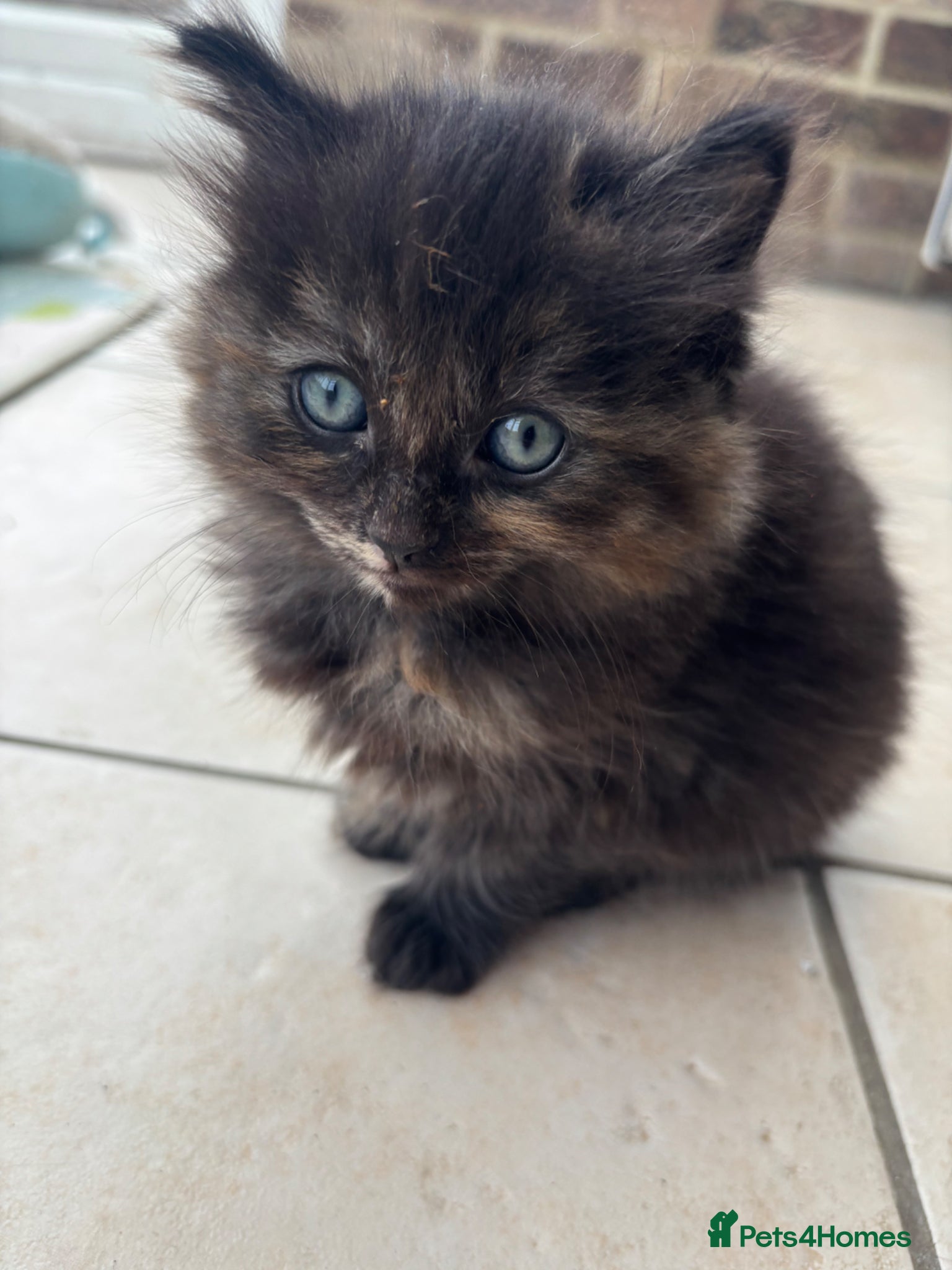 Mixed Breed cats Ragdoll x kittens  - Advert 11