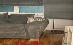 Bengal cats for sale: Silver charcoal bengals pets/queens/studs - Image 17