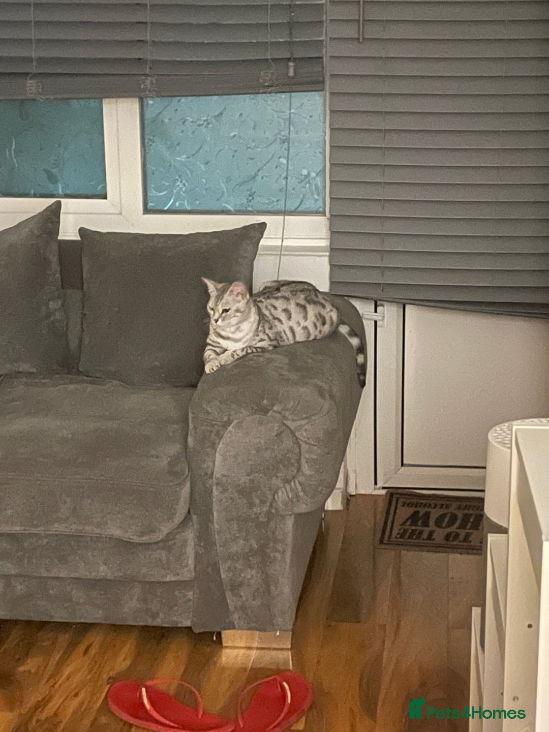 Bengal cats for sale: Silver charcoal bengals pets/queens/studs - Image 17