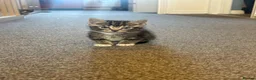 Mixed Breed cats for sale: Beautiful kittens  - Advert 6