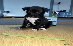 Mixed Breed dogs for sale: Dutch herder X Blue american bulldog puppies - Image 5