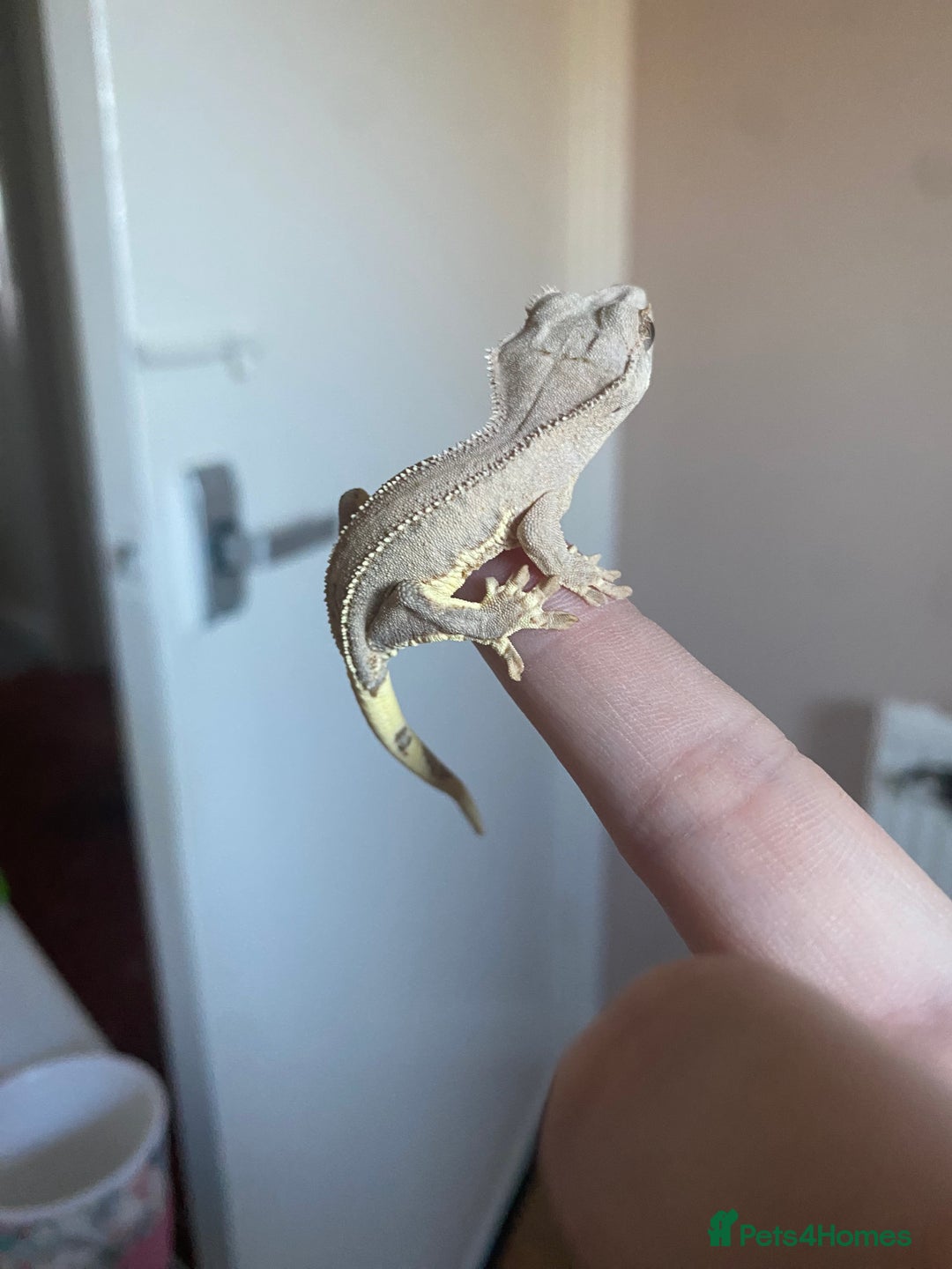 Gecko reptiles for sale: Crested Gecko Babies - Advert 2