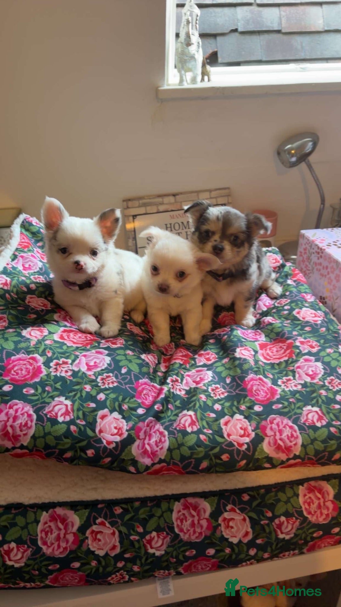 Chihuahua dogs 5 beautiful chihuahuas  - Advert 17