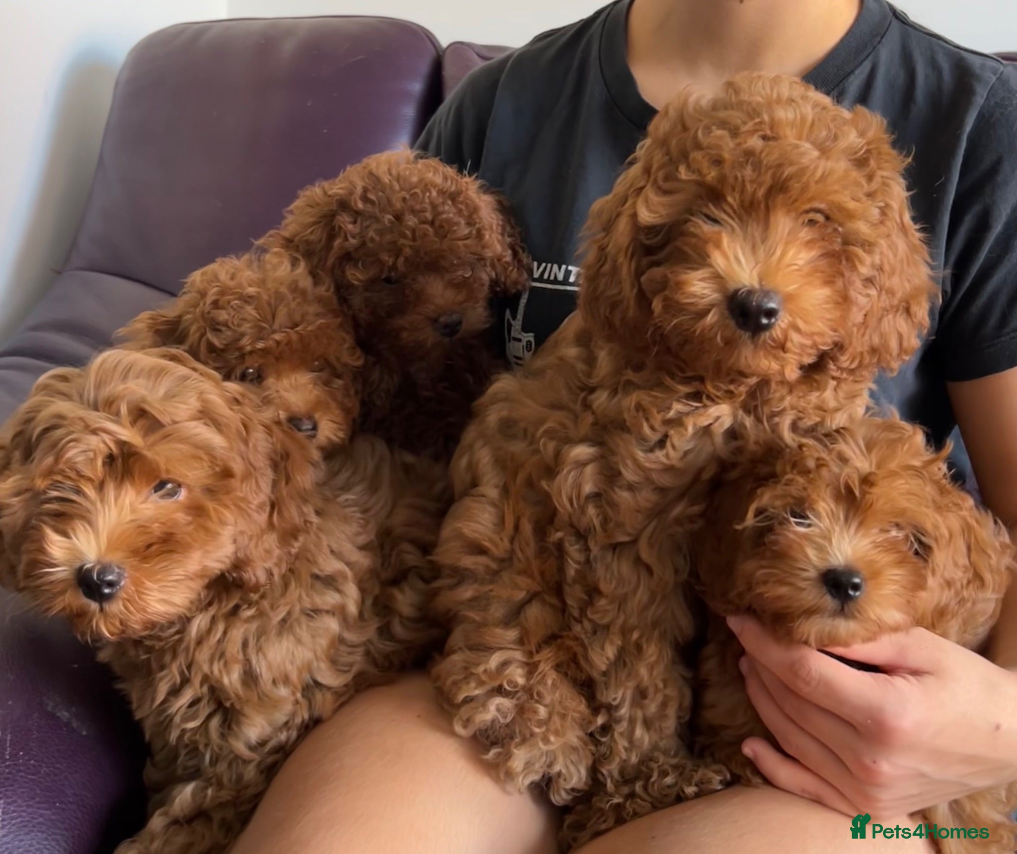 Cavapoo dogs Stunning teddy bear F1B Cavapoos by Asian toy dad - Advert 1