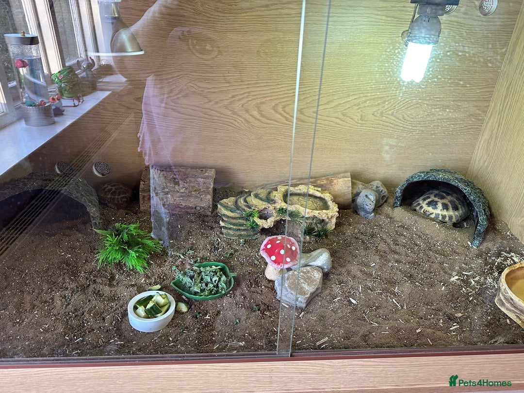 Tortoise reptiles for sale: 2 x Horsefield Tortoises - Image 3