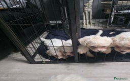 Bichon Frise dogs for sale: 4 bichon frise pedigree pups for sale  - Image 4