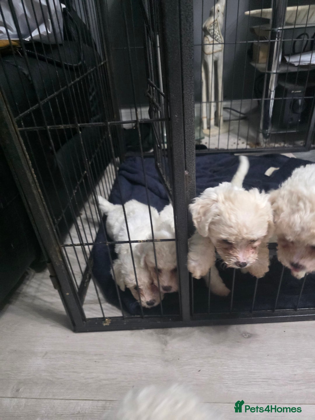 Bichon Frise dogs for sale: 4 bichon frise pedigree pups for sale  - Image 4