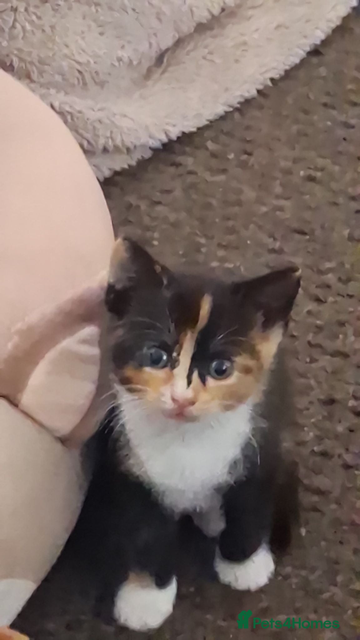Mixed Breed cats Beautiful calico male kitten - Advert 5