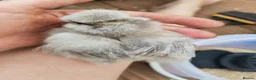 Chickens poultry for sale: USA silkie chicks/ hatching eggs CPQ quails - Advert 33