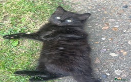 Mixed Breed cats for sale: Mixed breed  - Image 4