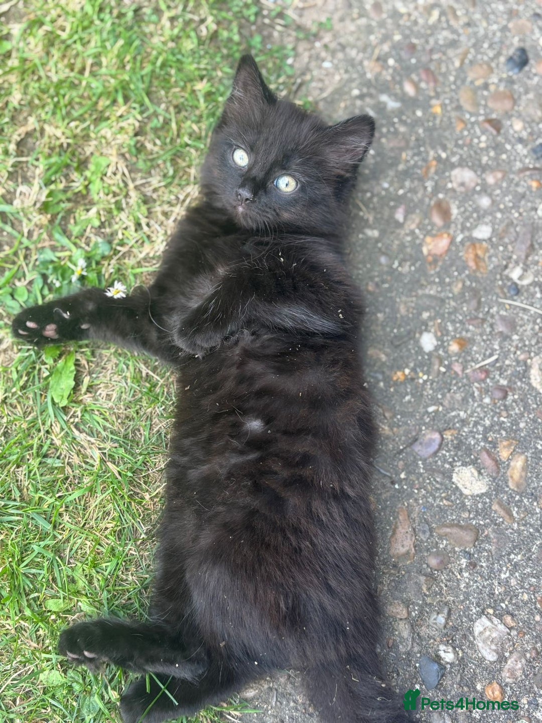 Mixed Breed cats for sale: Mixed breed  - Image 4