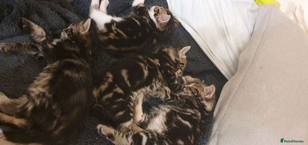 Bengal cats for sale: Half bengal kittens for rehome - Advert 9
