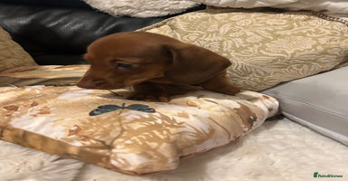 Miniature Dachshund dogs - Advert 14