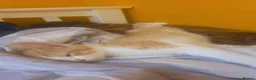 British Longhair cats for sale: 4 cute little kittins in Glasgow - Advert 7