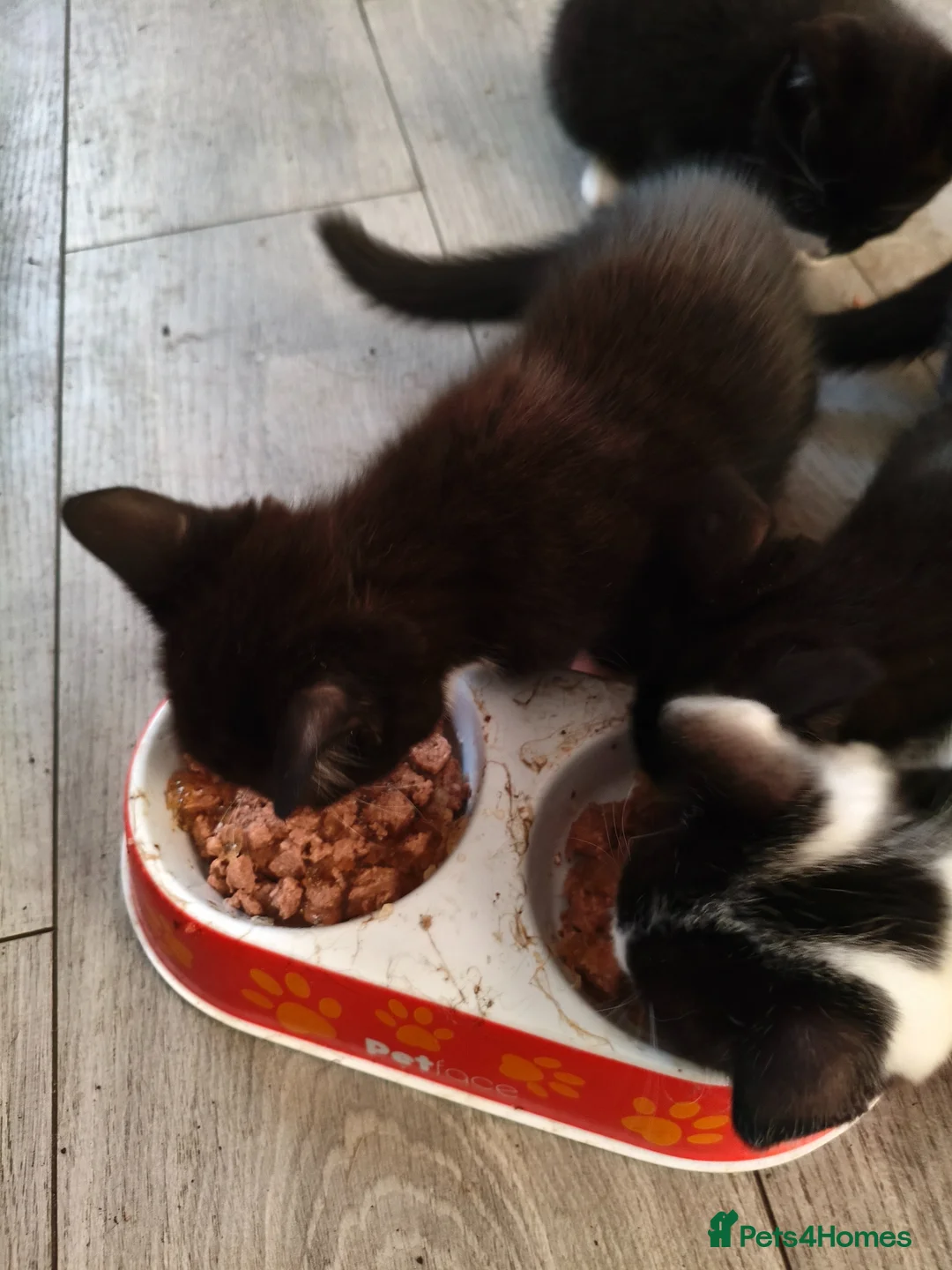 British Shorthair cats for sale: Milan in Burnley - Advert 5