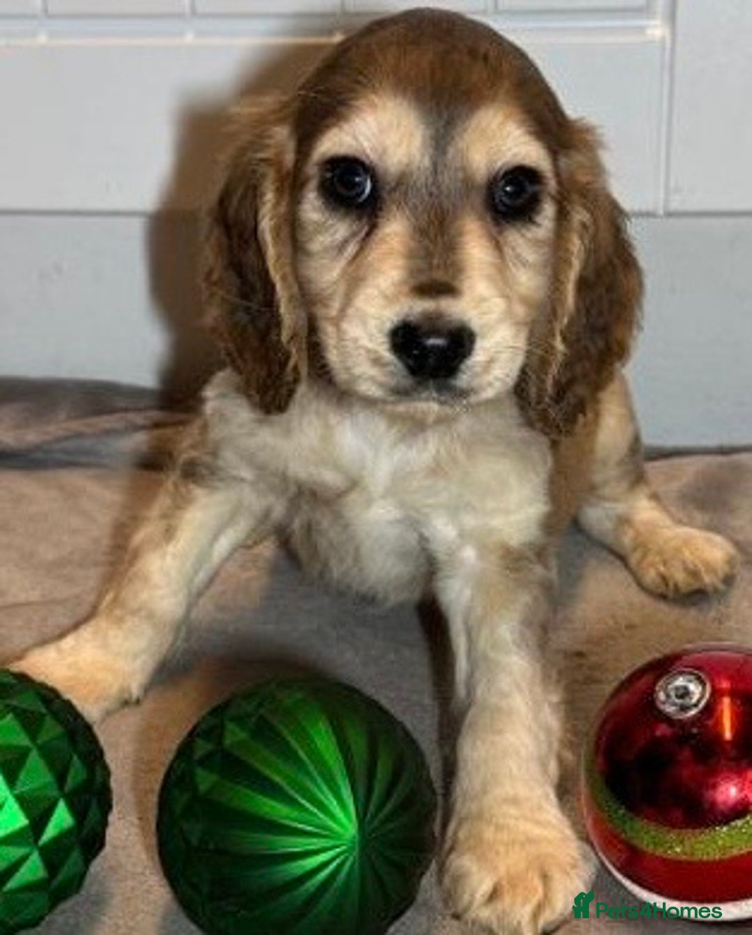 Cockapoo dogs for sale: Cockerpoo puppy - Advert 4