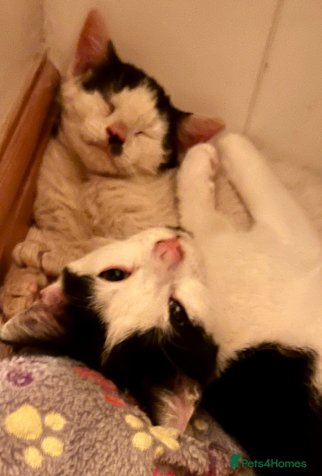 Mixed Breed cats for adoption: Pongo the rescue kitten needs new home - Image 9