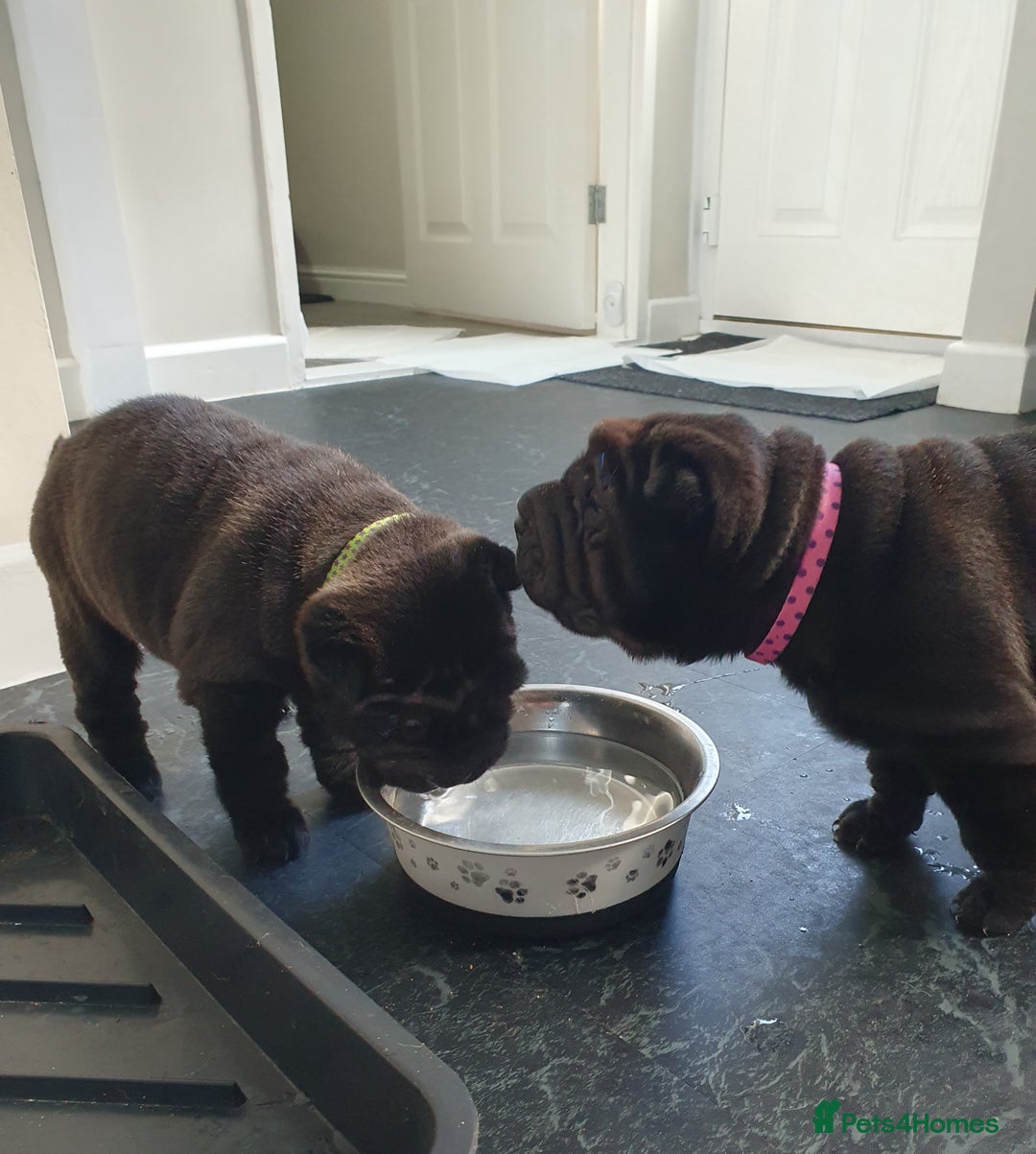 Shar Pei dogs for sale: Stunning KC Registered Shar Pei puppies - Advert 25